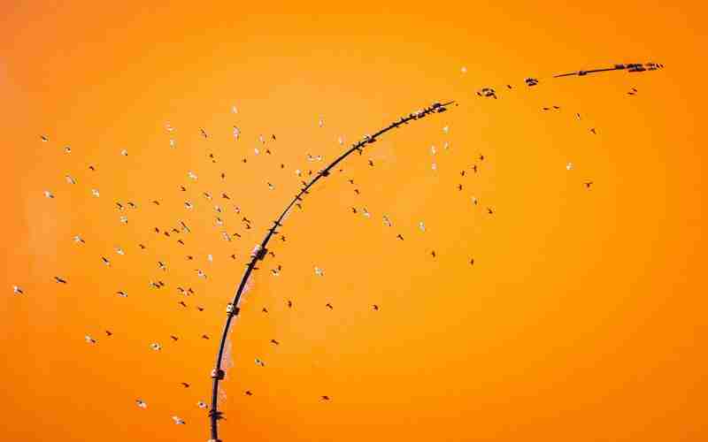 光學(xué)篩選機(jī)哪家好一點(diǎn)的、色選機(jī)十大品牌